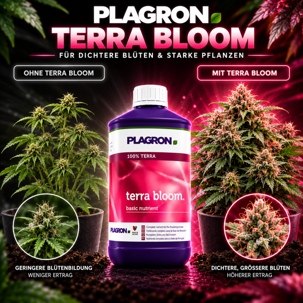 Plagron Terra Bloom Basisdünger für Pflanzen in der Blütephase zum Vergleich mit und ohne Anwendung für dichtere Blüten und höheren Ertrag.