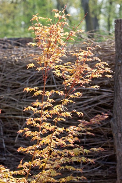Japanischer Ahorn im Garten