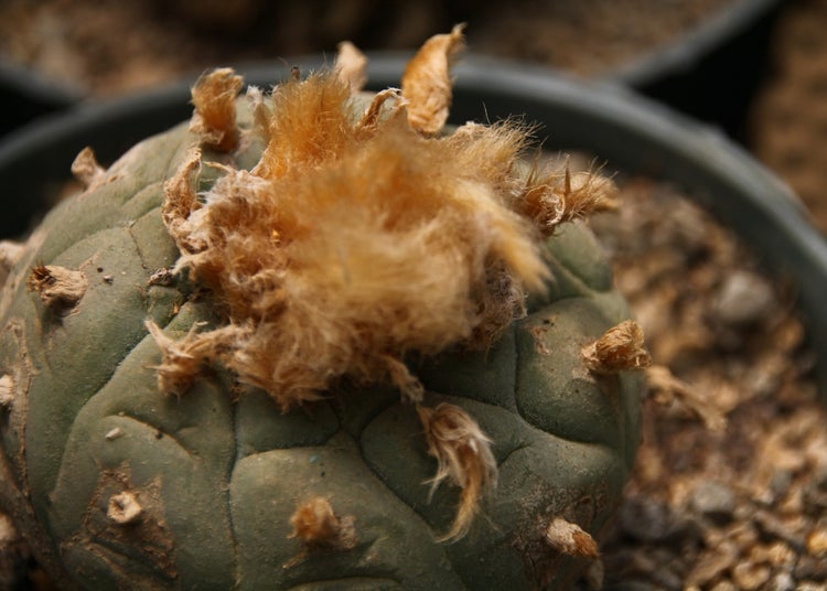 SAFLAX Garden to go - Peyotl Kaktus  - Lophophora williamsii - 20 Samen - Mit Topf, Klima - Deckel und Anzuchtsubstrat