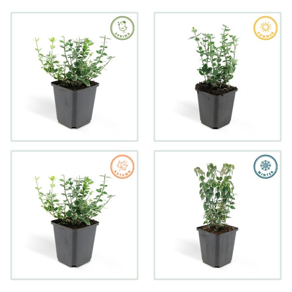 Bodendecker - Kriechspindel - Euonymus fortunei 'Emerald Gaiety' - 9cm Topf - Set mit 6 Pflanzen