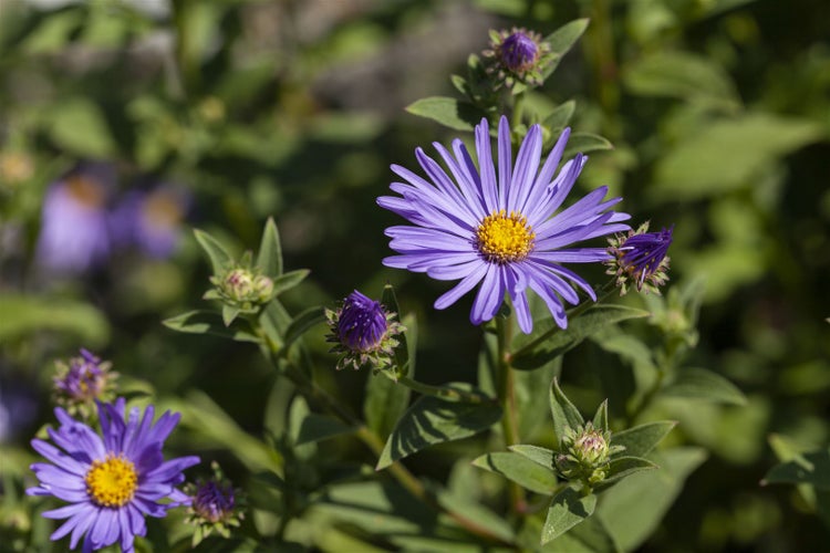 Aster amellus 'Sternkugel', Berg-Aster, violett, ca. 9x9 cm Topf