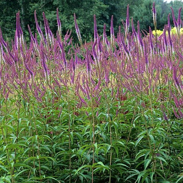 Aussaat von Ehrenpreis im Garten.