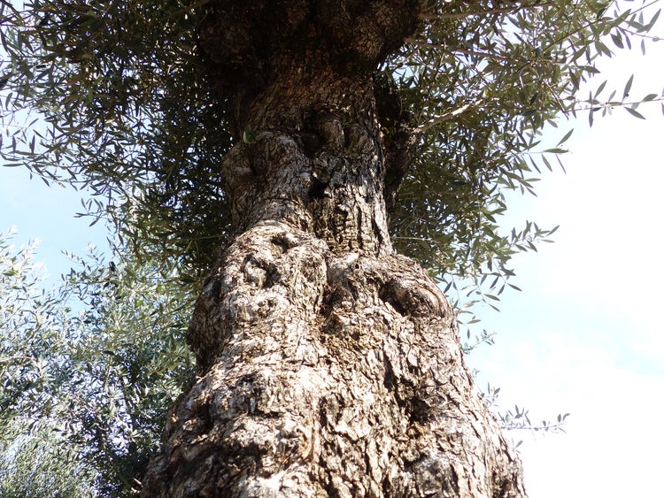 exakt dieser Baum Nr. 24O, 230 cm, Olivenbaum, Bonsai, knorrige alte urige Olive winterhart