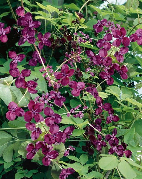Akebia quinata, Klettergurke, 60–100 cm, duftend