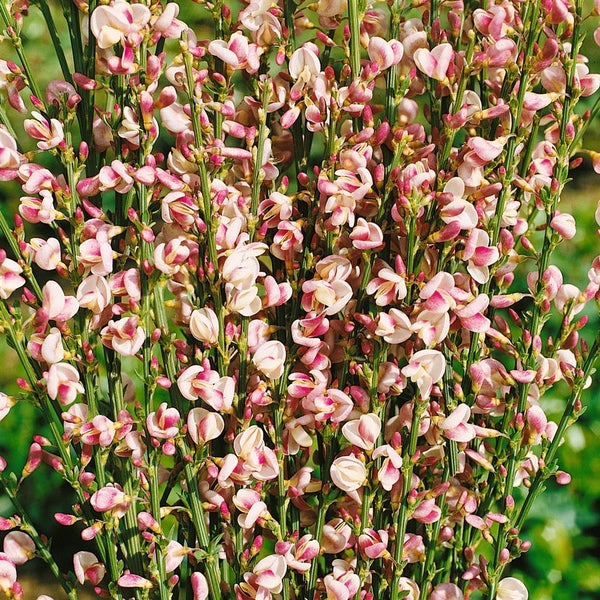Cytisus scoparius 'Dorothy Walpole', Besenginster, purpurrosa, 60–80 cm