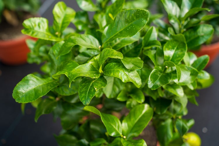 Nahaufnahme einer Zitruspflanze mit glänzenden grünen Blättern im Topf.