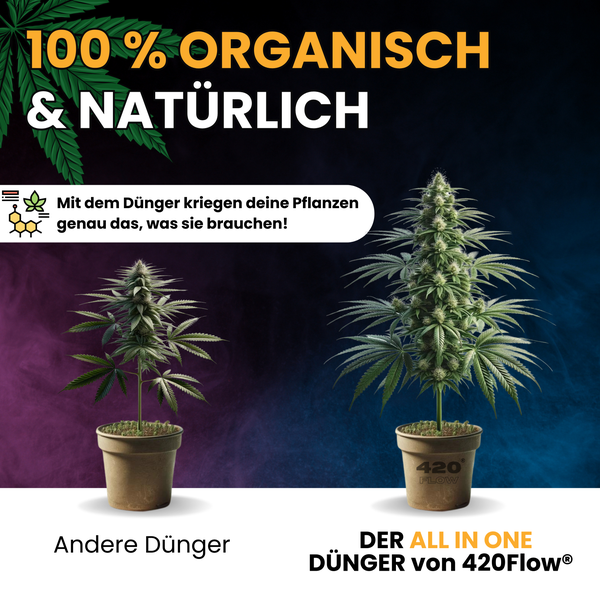 Vergleich von Cannabispflanzen bei Verwendung von herkömmlichem Dünger und dem organischen All in One Dünger von 420Flow in Töpfen.
