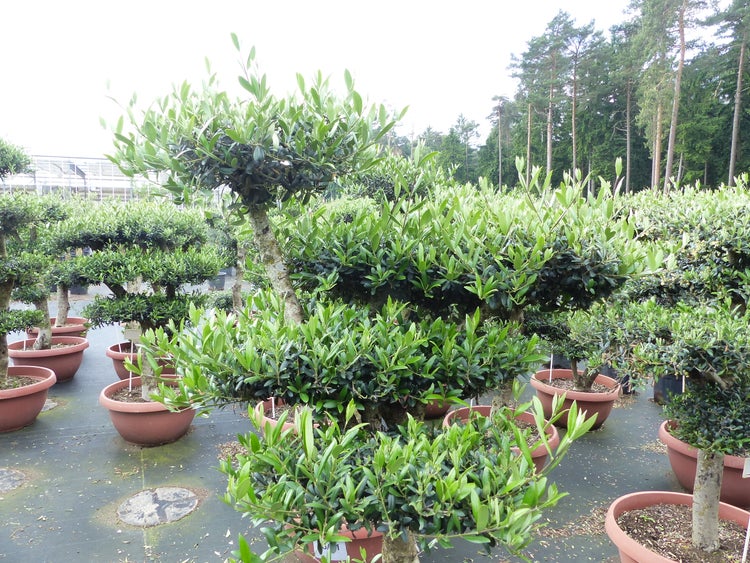 Olivenbaum Pon Pon 170 cm | 7 Pon Pon Bonsai Formgehölz, winterhart