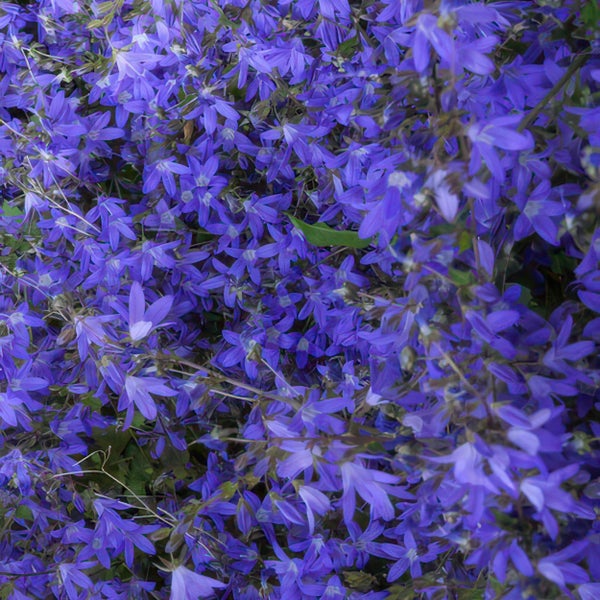 Blaue Glockenblume Campanula in dichter Blüte.