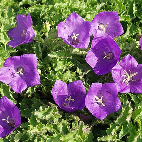Glockenblumen auf grünen Blättern