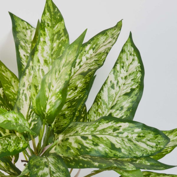 Nahaufnahme einer Dieffenbachia Zimmerpflanze mit gemusterten Blättern.