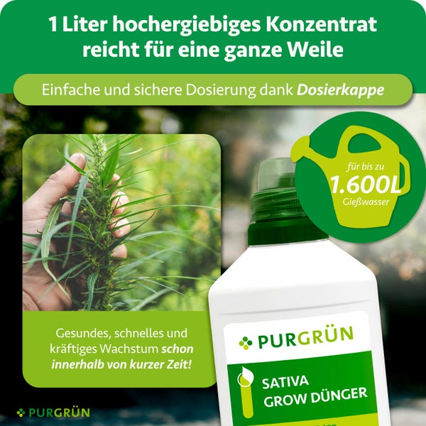 Glücksbaum im Topf mit geflochtenem Stamm auf dem Boden