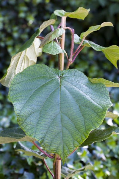 Actinidia chinensis 'Male', Kiwi, bestäubend, 60–100 cm