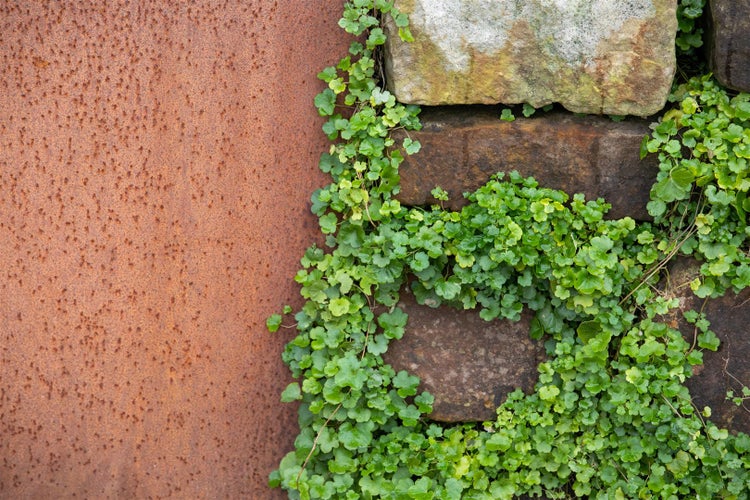 Metallwand mit Rost und Efeu