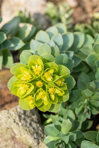 Euphorbia myrsinites, Walzen-Wolfsmilch, ca. 9x9 cm Topf