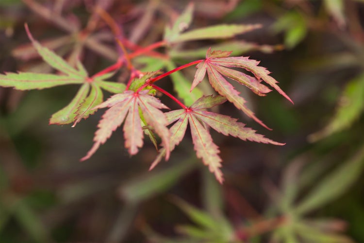 Acer palmatum 'Jerre Schwartz', Japanischer Ahorn, 60–100 cm