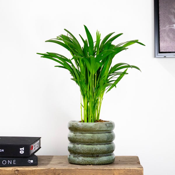 Dypsis Lutescens - Goldpalme - Zimmerpflanze - Pflegefreundlich – ⌀14 cm - ↕40-50 cm