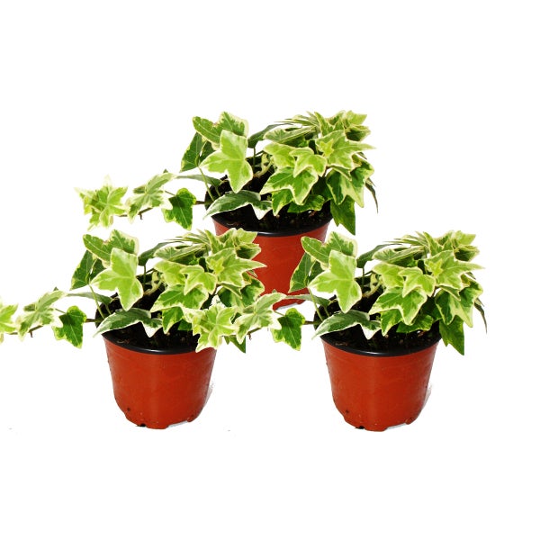 Hedera helix, 3er Set, Efeu, weißbuntes Laub, 9cm Topf