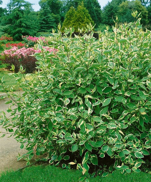 Cornus alba 'Elegantissima', Weißer Hartriegel, 100–125 cm
