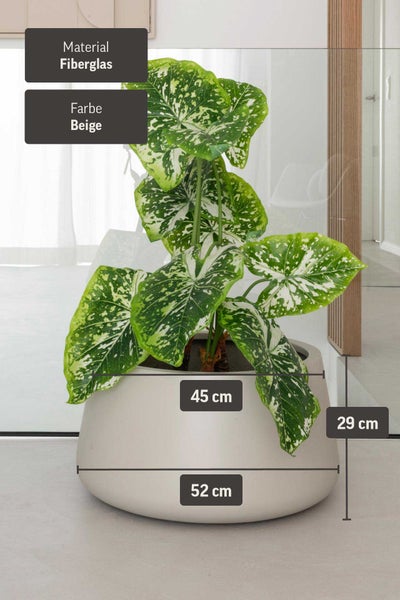 Beiger Pflanzkübel aus Fiberglas, Breite 52 Zentimeter, Öffnung 45 Zentimeter, Höhe 29 Zentimeter, mit grün-weiß gemusterter Pflanze.