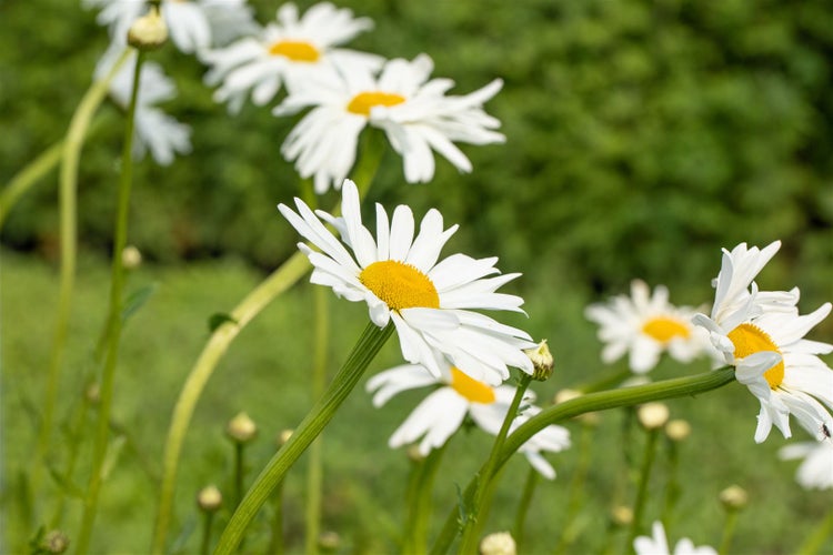 Leucanthemum vulgare 'Maikönigin', Margerite, weiß, ca. 9x9 cm Topf