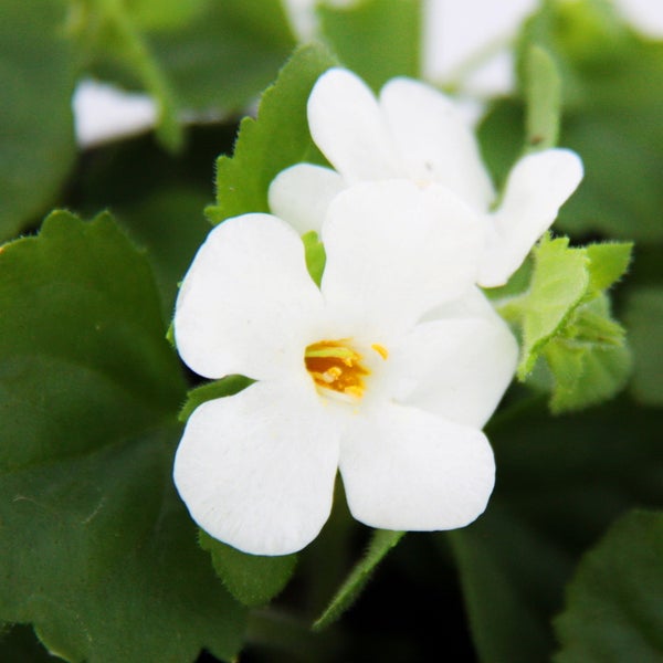 Nahaufnahme einer weißen Bacopa-Blüte mit grünen Blättern