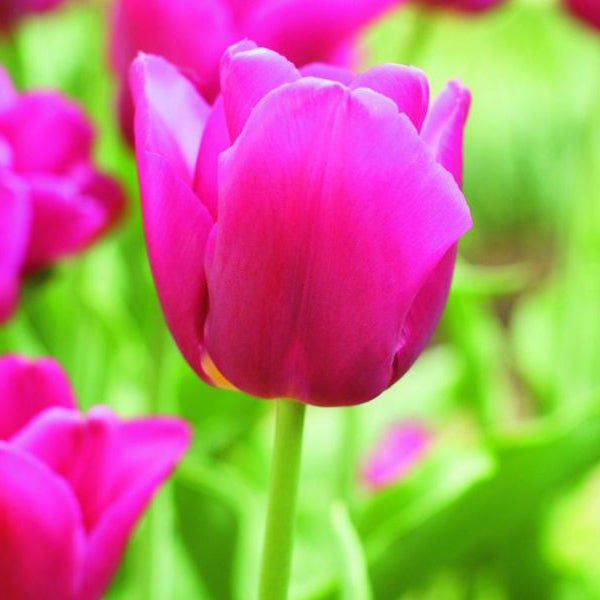 Nahaufnahme einer einzelnen purpurroten Tulpe mit grünem Stiel