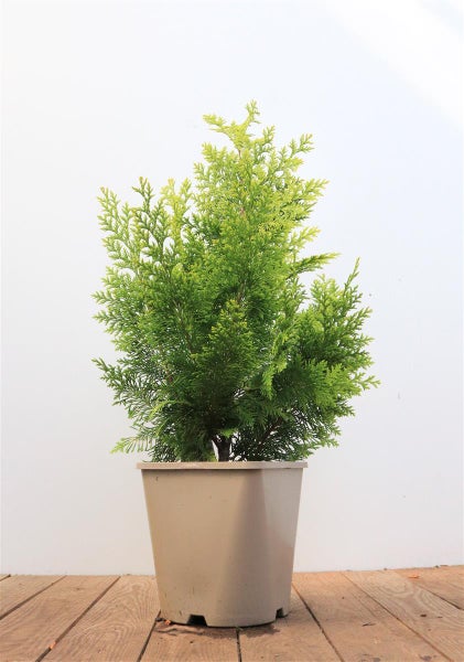 Chamaecyparis lawsoniana 'Ivonne', Gelbe Scheinzypresse, 40–50 cm