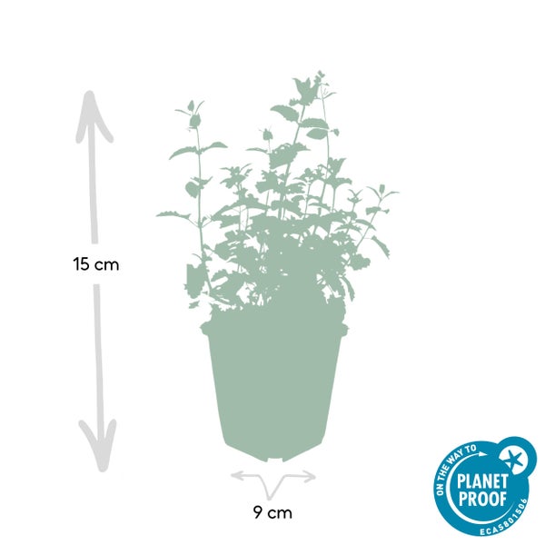 Silhouette einer Pflanze im Topf mit einer Höhe von 15 Zentimetern, einem Topfdurchmesser von 9 Zentimetern und PlanetProof-Zertifizierung.