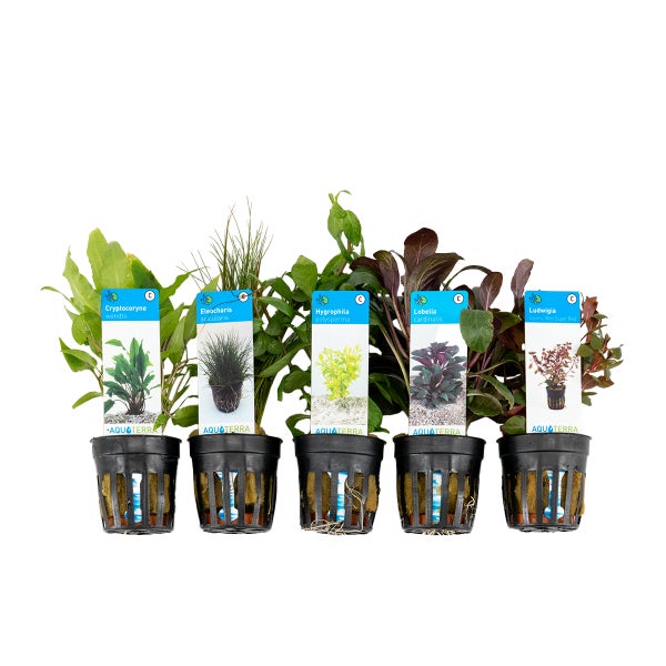 Bloomique - 5er Set - Aquarium Pflanzen Echt - Aquarium Zubehör - Wasserpflanzen - Reinigend - Sauerstoff - Ludwigie, Nadelsimse, Wasserfreund, Lobelie, Wasserkelch - Höhe 15-20 cm