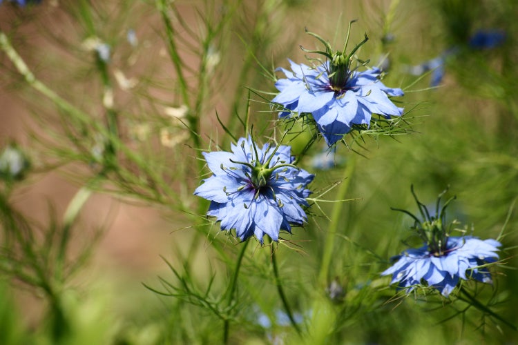 SAFLAX Garden to go - BIO - Schwarzkümmel - Nigella sativa - 300 Samen - Mit Topf, Klima - Deckel und Anzuchtsubstrat