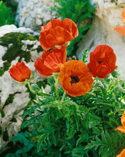 Papaver orientale 'Nana Allegro', Türkischer Mohn, rot, ca. 11x11 cm Topf
