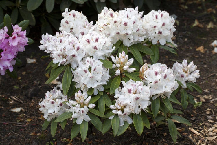 Rhododendron Hybr. 'Schneebukett', weiß, 30–40 cm
