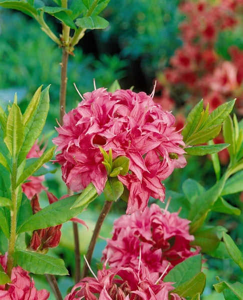 Rhododendron luteum 'Homebush', rosa Blüten, 40–50 cm