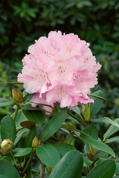 Rhododendron yakushimanum 'Silberwolke', weiß, 30–40 cm