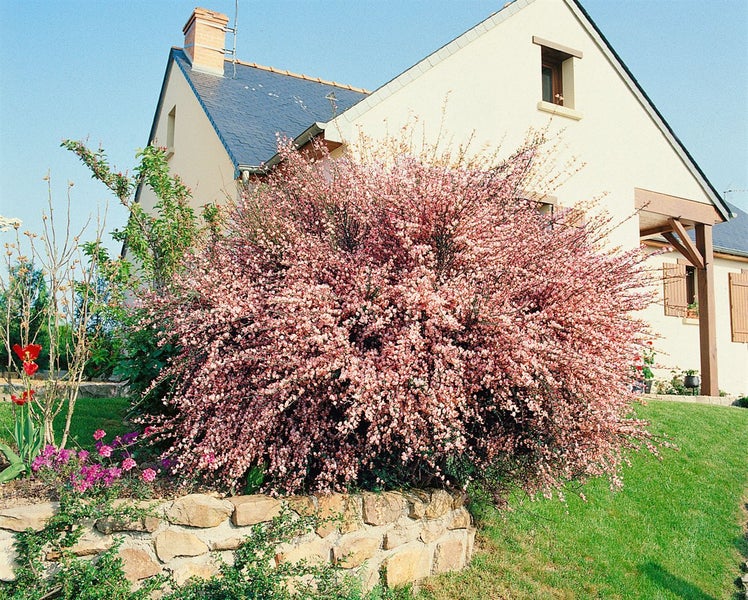 Cytisus praecox 'Hollandia', Besenginster, rosa Blüten, 40–60 cm