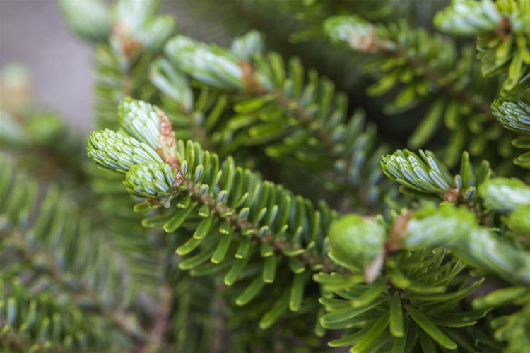 Abies koreana 'Molli', Koreanische Tanne, kompakt, 20–30 cm