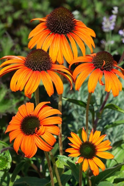 Echinacea purpurea 'Tangerine Dream', Sonnenhut, orange, ca. 11x11 cm Topf