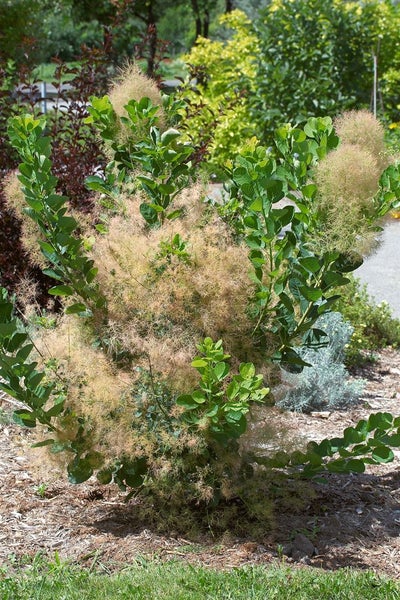 Cotinus coggygria 'Young Lady', Perückenstrauch, kompakt, 40–60 cm