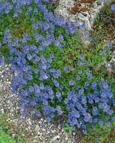 Veronica repens, Teppich-Ehrenpreis, grün, ca. 9x9 cm Topf