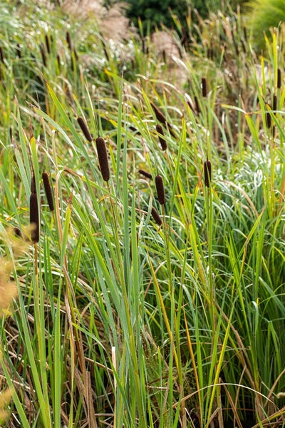Typha latifolia, Breitblättriger Rohrkolben, ca. 9x9 cm Topf