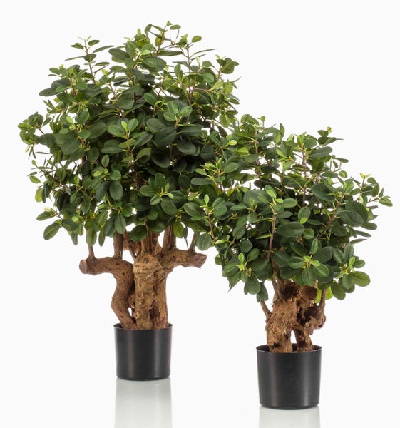 Nahaufnahme der ovalen, grünen Blätter und bräunlichen Stiele einer Ficus microcarpa.