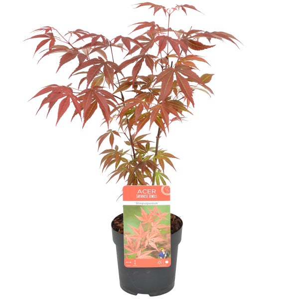 Acer palmatum 'Atropurpureum' - Japanischer Ahorn - Strauch - Winterhart - ⌀10,5 cm - ↕25-30 cm