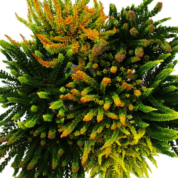 Calluna Green Nature Grüne Besenheide Heidekraut winterhart 11cm Topf Set mit 3 versch. Pflanzen