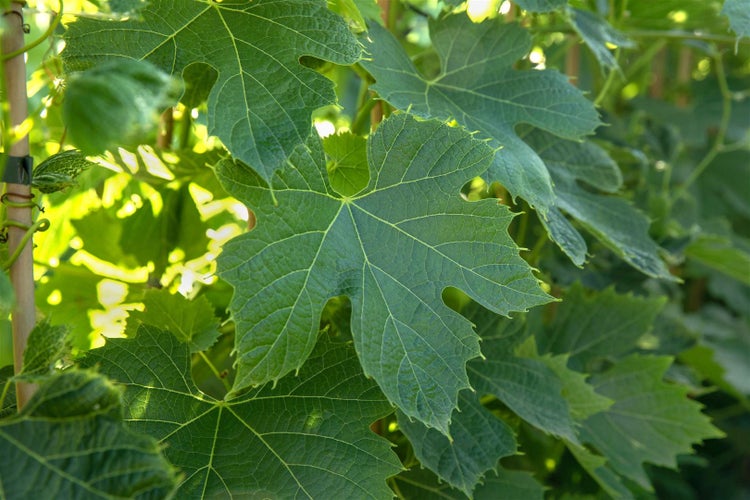 Vitis vinifera 'Phönix', Weinrebe, 80–100 cm