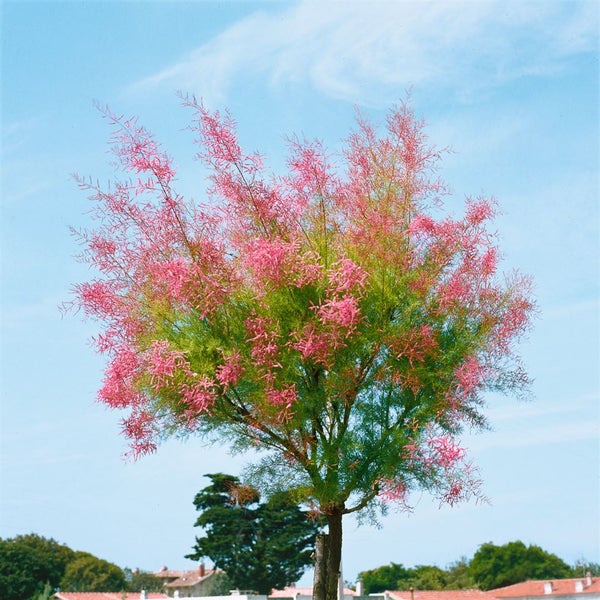 Tamarix ramosissima, Rosaroter Sommerflieder, 60–100 cm