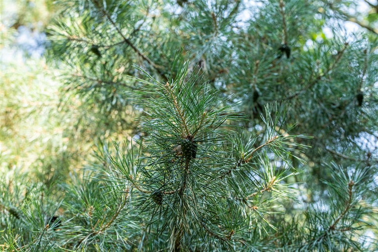 Pinus cembra, Zirbelkiefer, 100–125 cm, immergrün