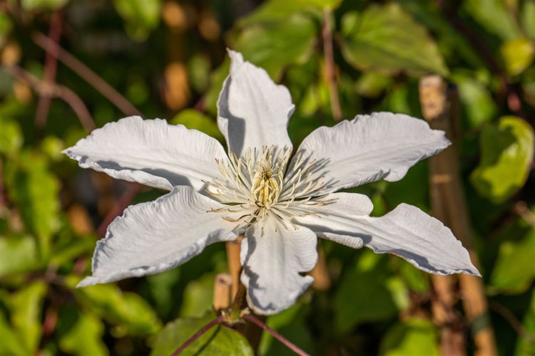 Clematis Hybride 'Destiny', Waldrebe, violett, 60–100 cm