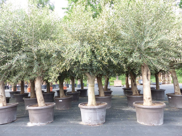 Olivenbaum 250 cm Pablo Stammumfang 40 - 60 cm winterharte Olive, Olea europaea