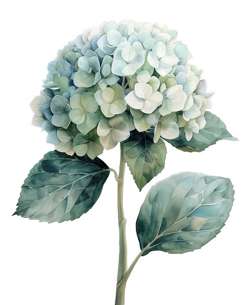 Illustration einer Hortensie mit Blütenstand und Blättern